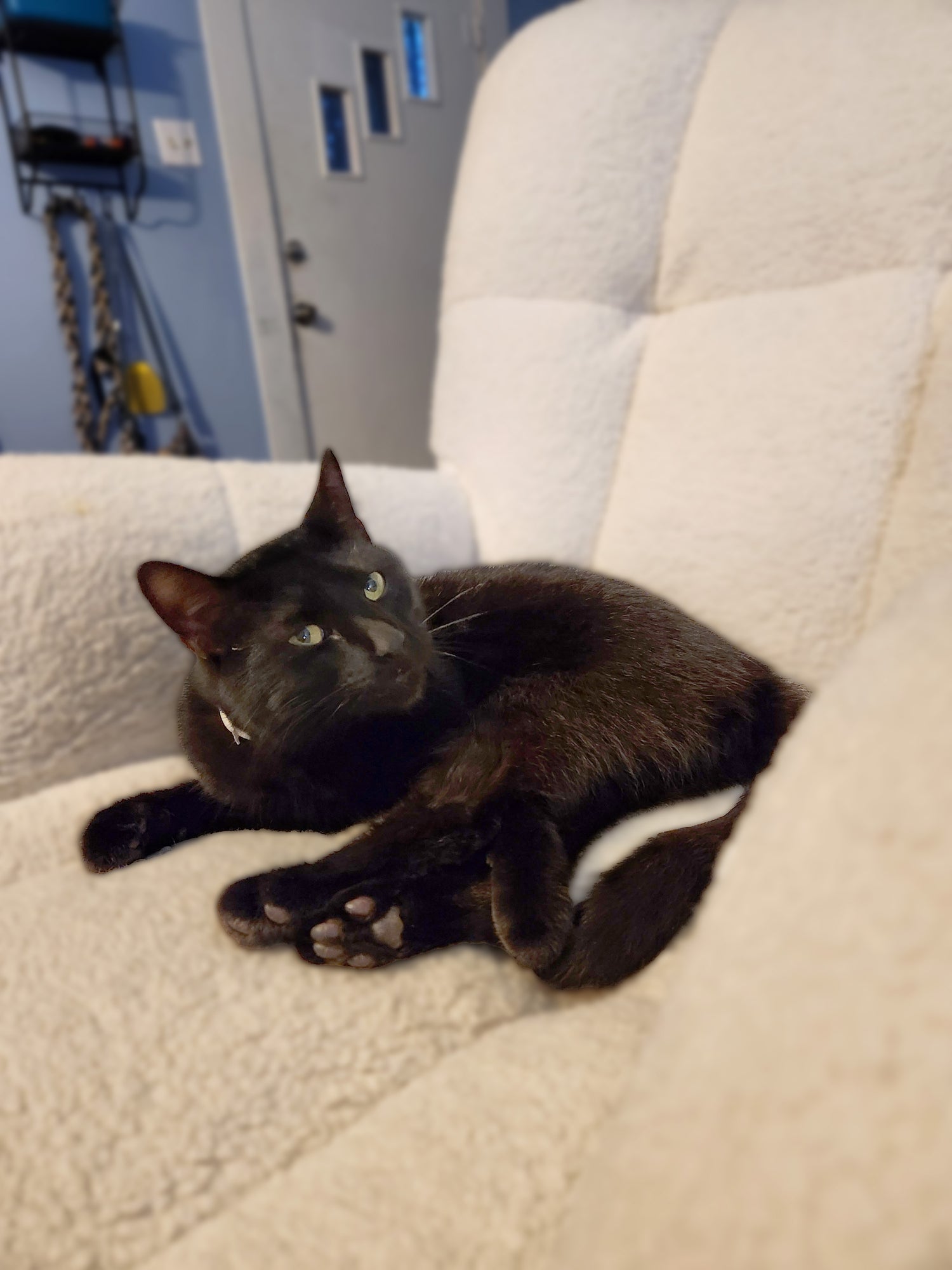 Midnight. A solid black cat laying in a white chair.