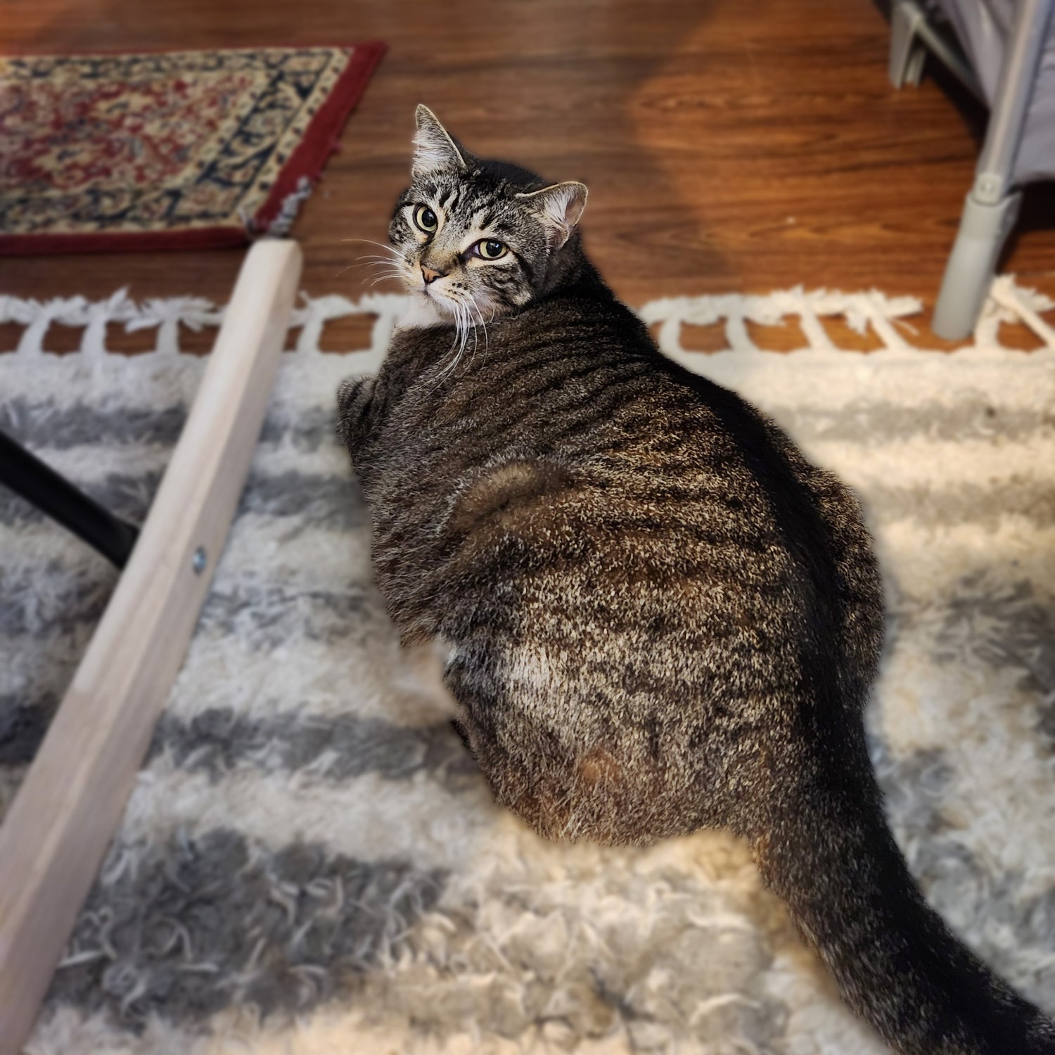 Big Mama. A grey, brown tabby cat with a black stripe down her back. She is laying on a white, grey striped rug.