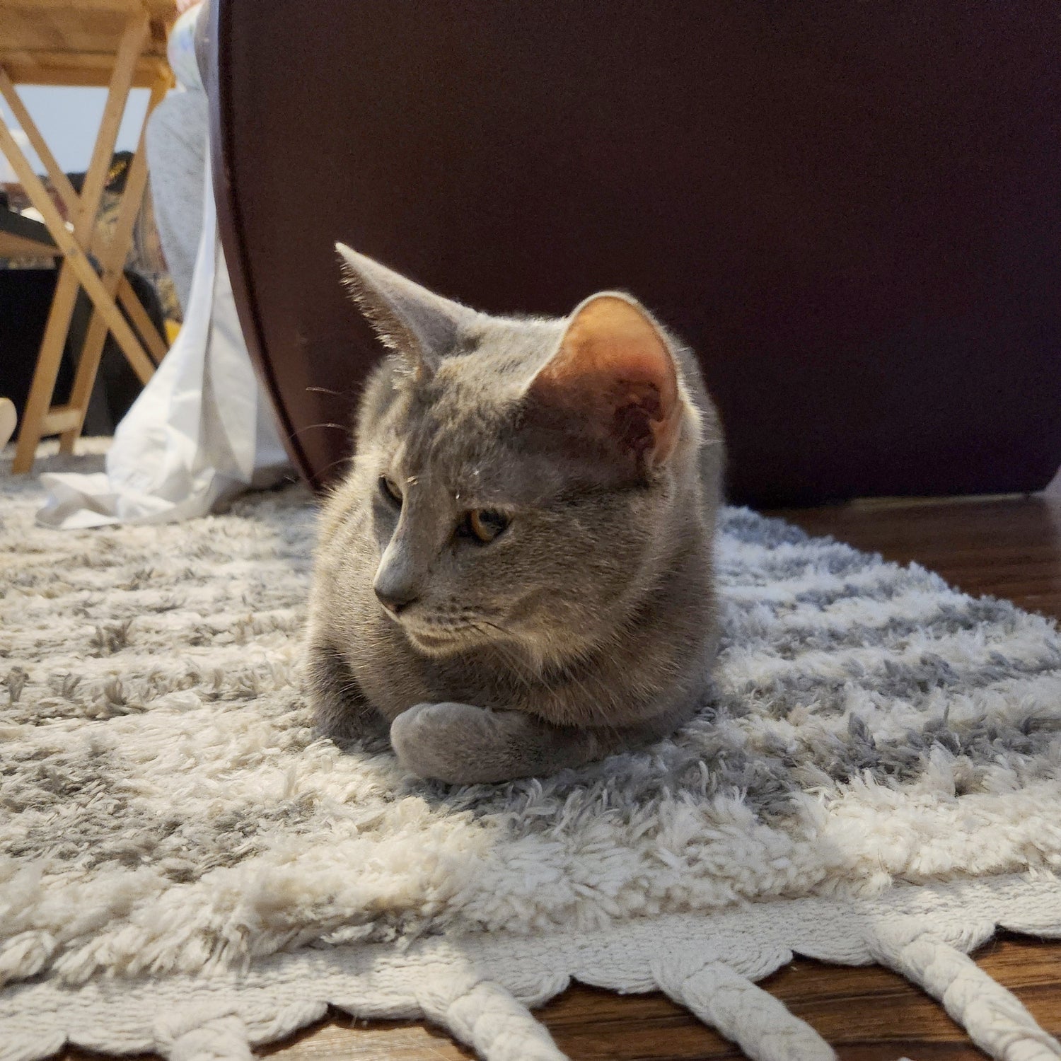 Moonpie. A grey tortie cat laying on a striped white and grey rug.