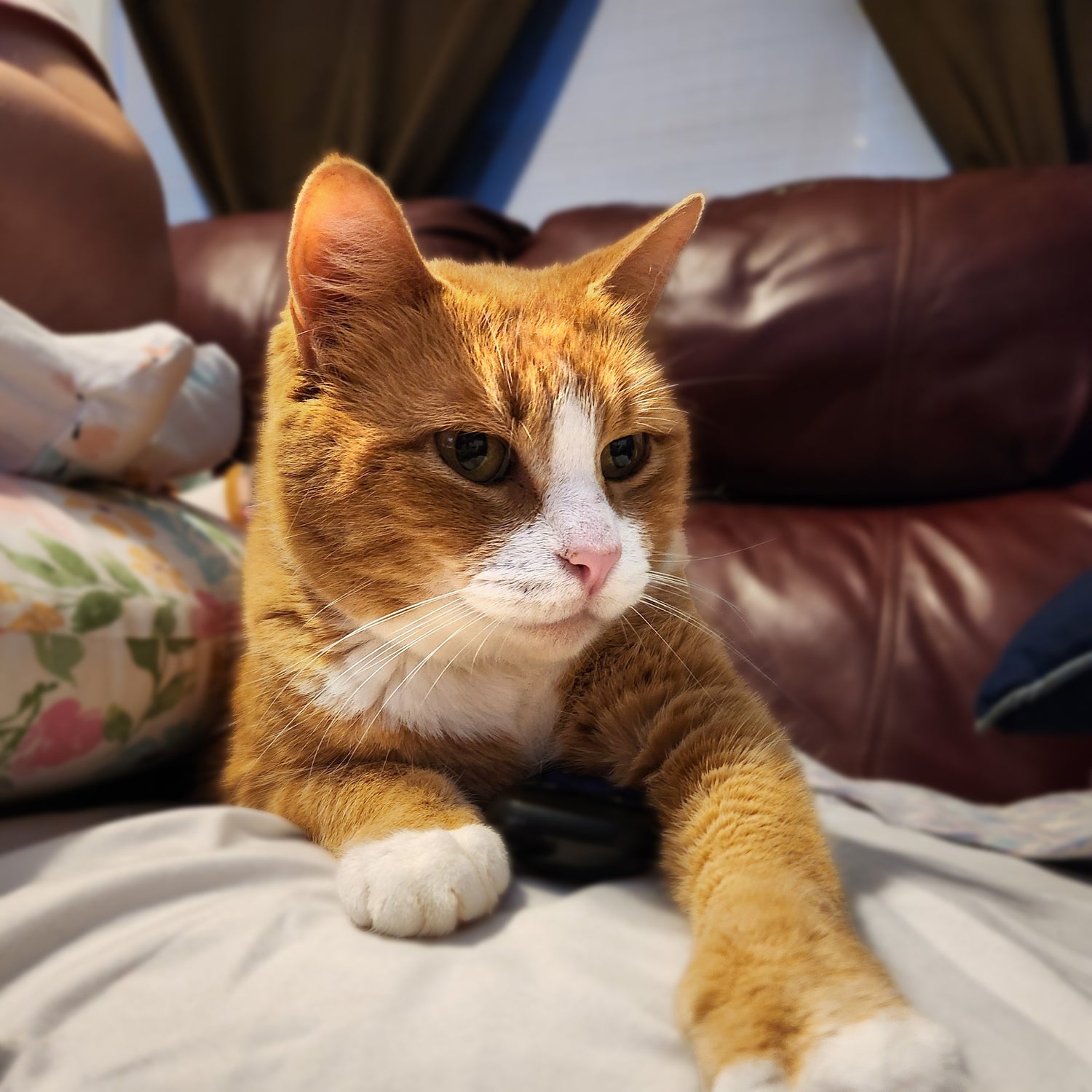 Pico. An orange cat with white markings on his face and paws.